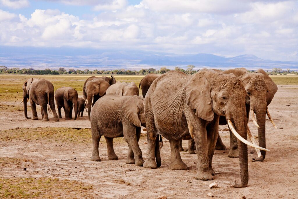 A majestic herd of African elephants in their natural habitat, showcasing wildlife in the savanna.