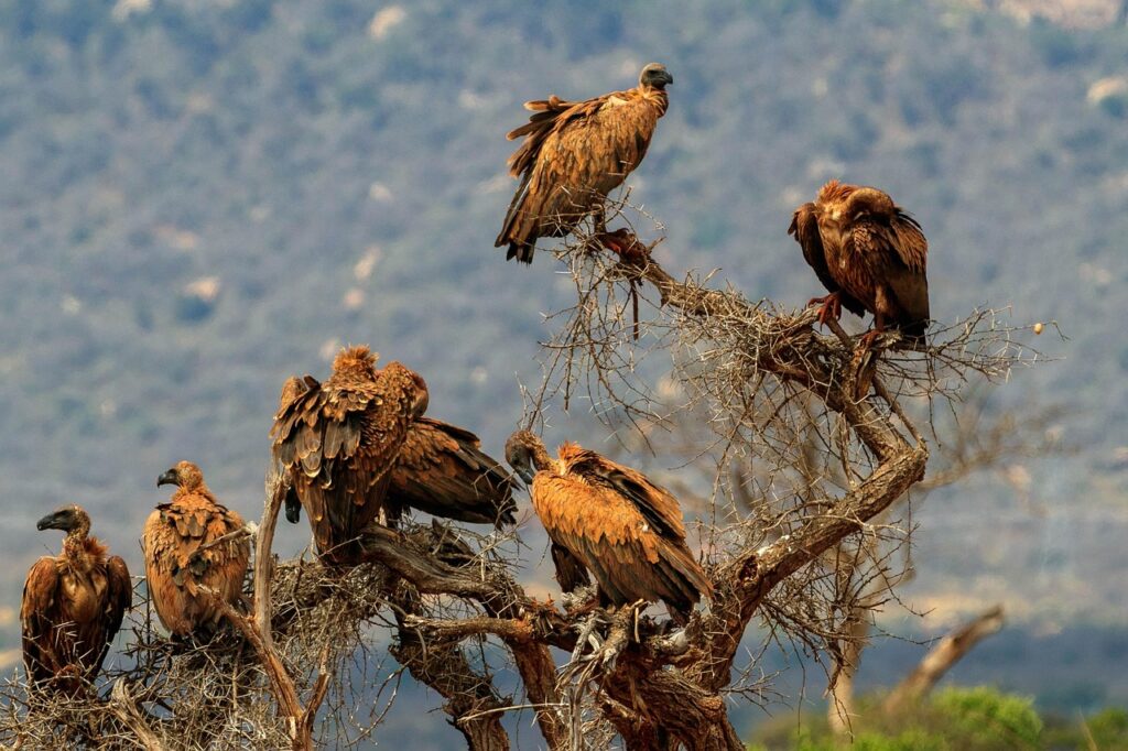 africa, kenya, safari, national park, tsavo, vulture, kenya, tsavo, vulture, vulture, vulture, vulture, vulture