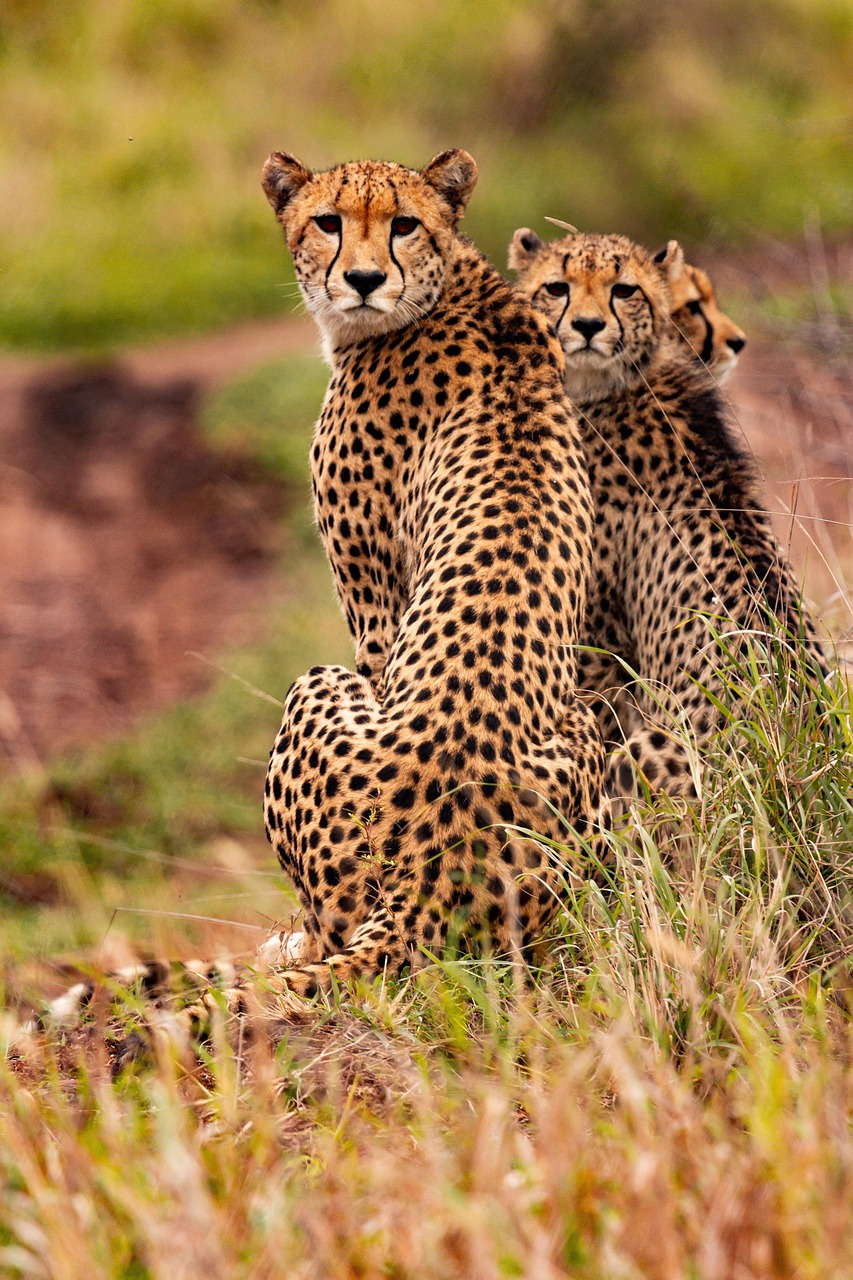 cheetahs, animals, safari, south african cheetahs, mammals, big cats, wild animals, nature, predator, wildlife, fauna, wilderness, jungle, kenya, africa