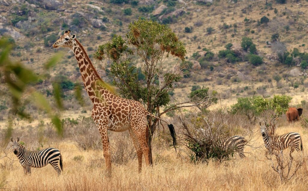 africa, kenya, safari, wildlife, nature, wilderness, landscape, national park, tsavo, savannah, giraffe, zebra, tsavo, tsavo, tsavo, tsavo, tsavo, giraffe