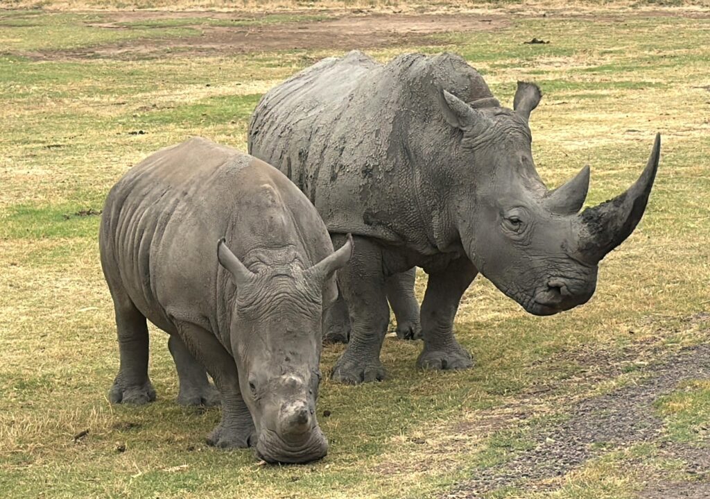 Close-up of two white rhinos grazing on grassy plains in Werribee South, Australia.