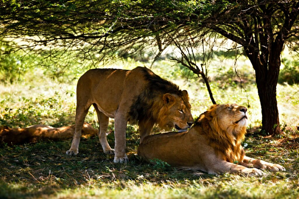 Two majestic lions rest under the shade of a tree in Chitrod, Gujarat, India, showcasing nature's beauty.