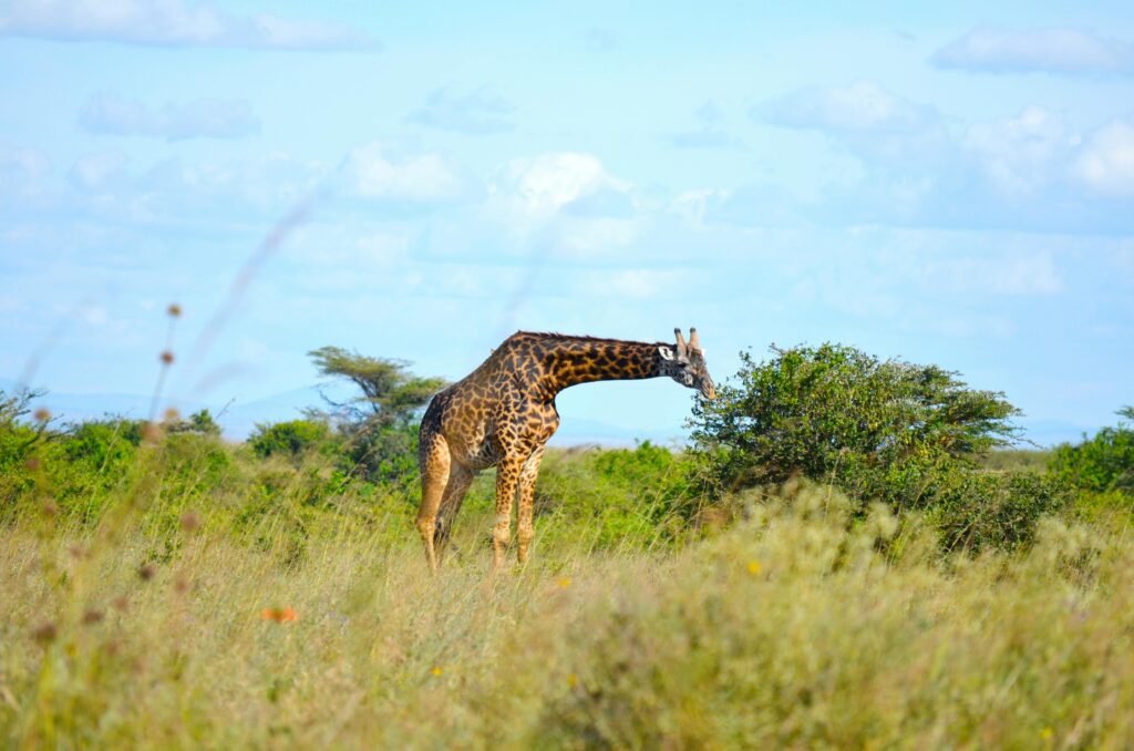 Graceful giraffe feeding in the open savannah under a clear blue sky.