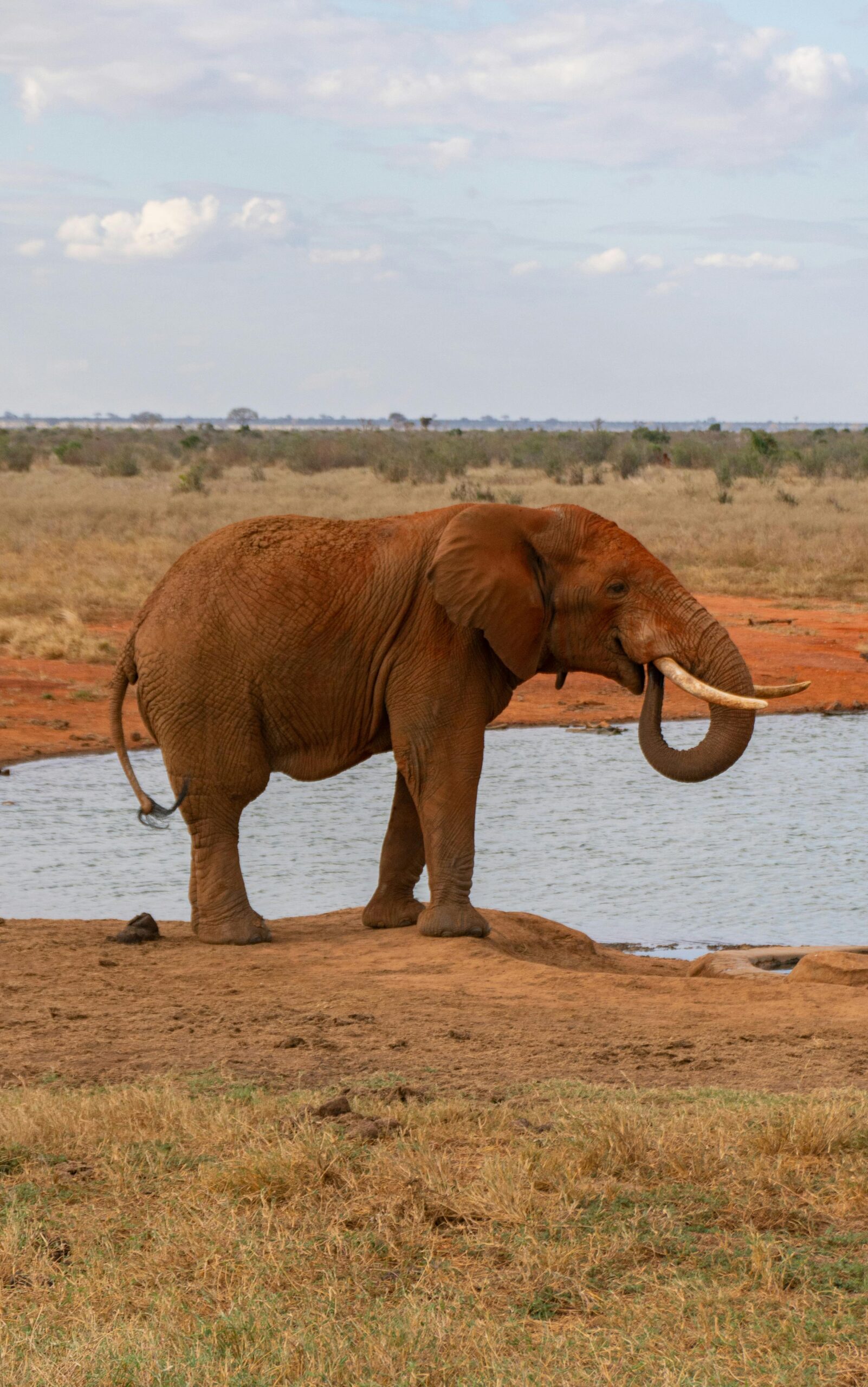 Majestic African elephant at a watering hole in the savanna.