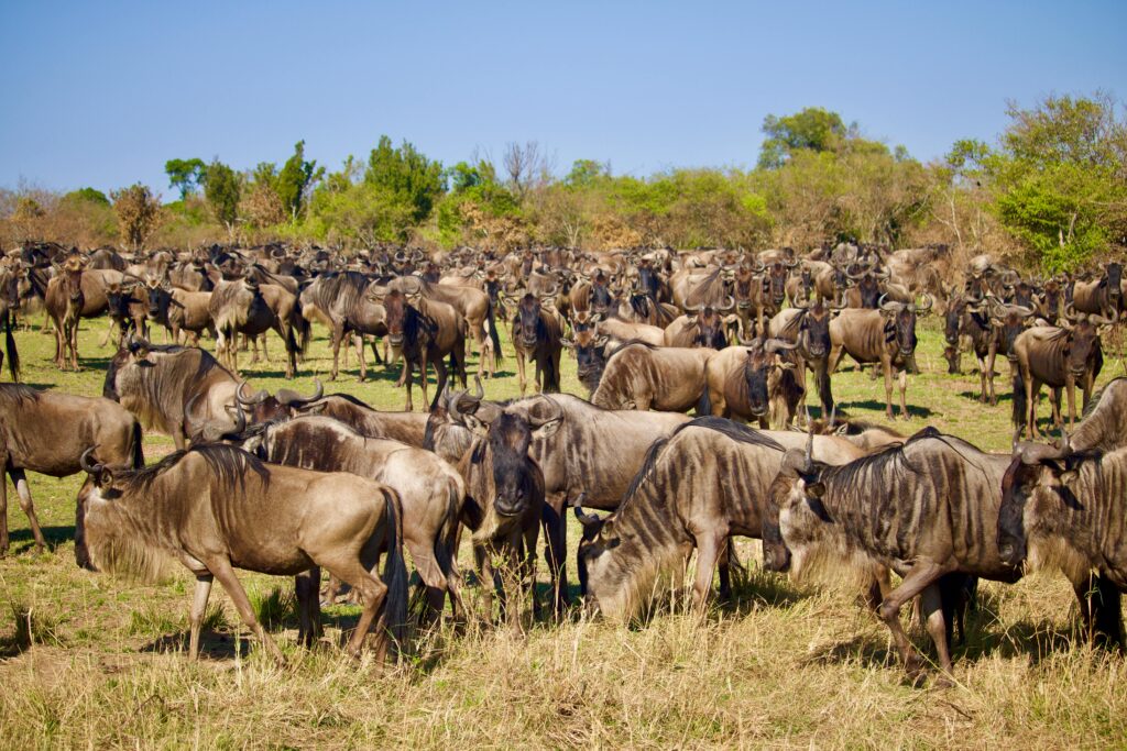 Massive herd of wildebeests migrating across the African savanna.