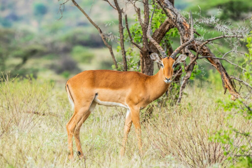 Close-up of an impala standing in the vibrant landscape of Samburu County, Kenya.